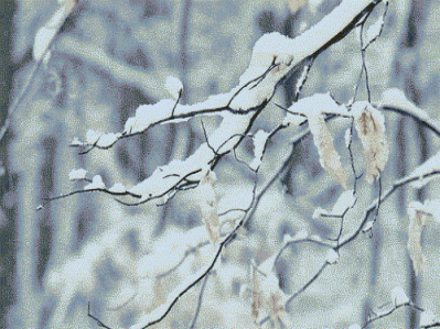 大雪 | 等一場雪來，沐一場冬浴