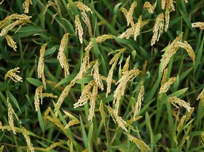“芒”有所獲，“種”有所得，今日芒種!